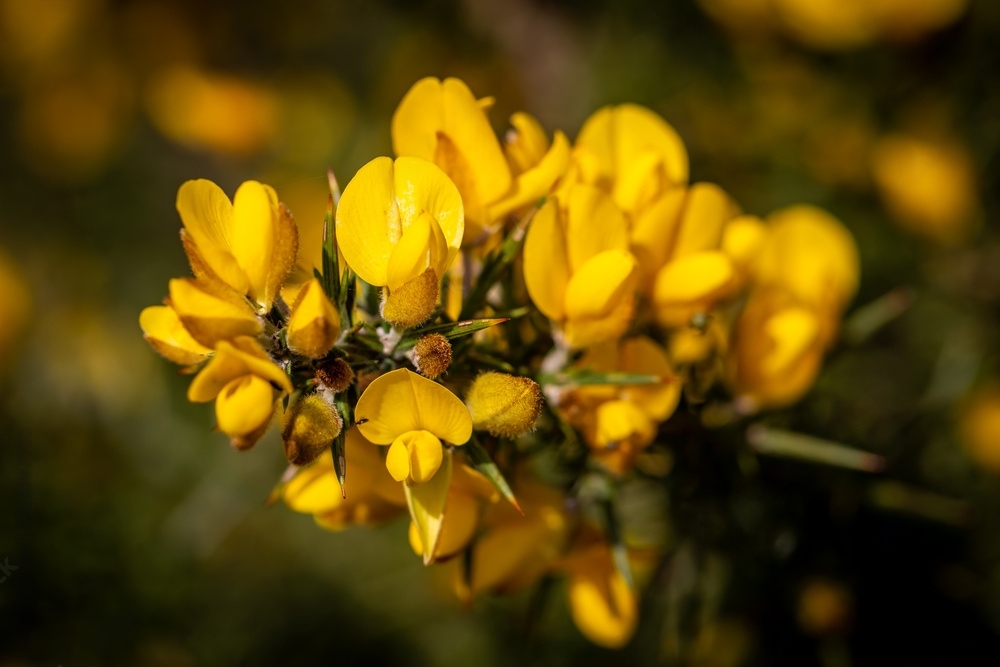 Close up of gorse flower