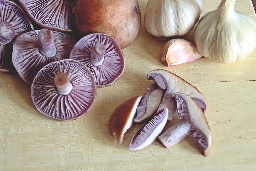Cooking with wood blewits