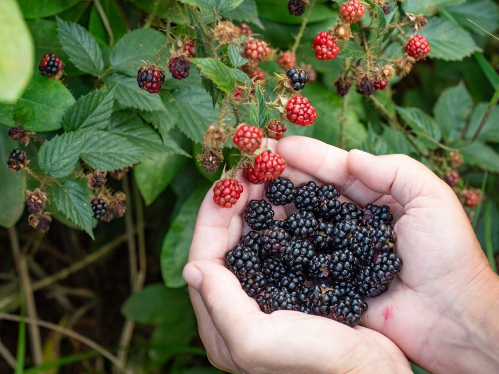 Foraging for ripe blackberries