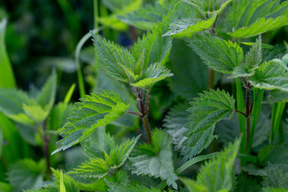 Foraging for wild food nettles