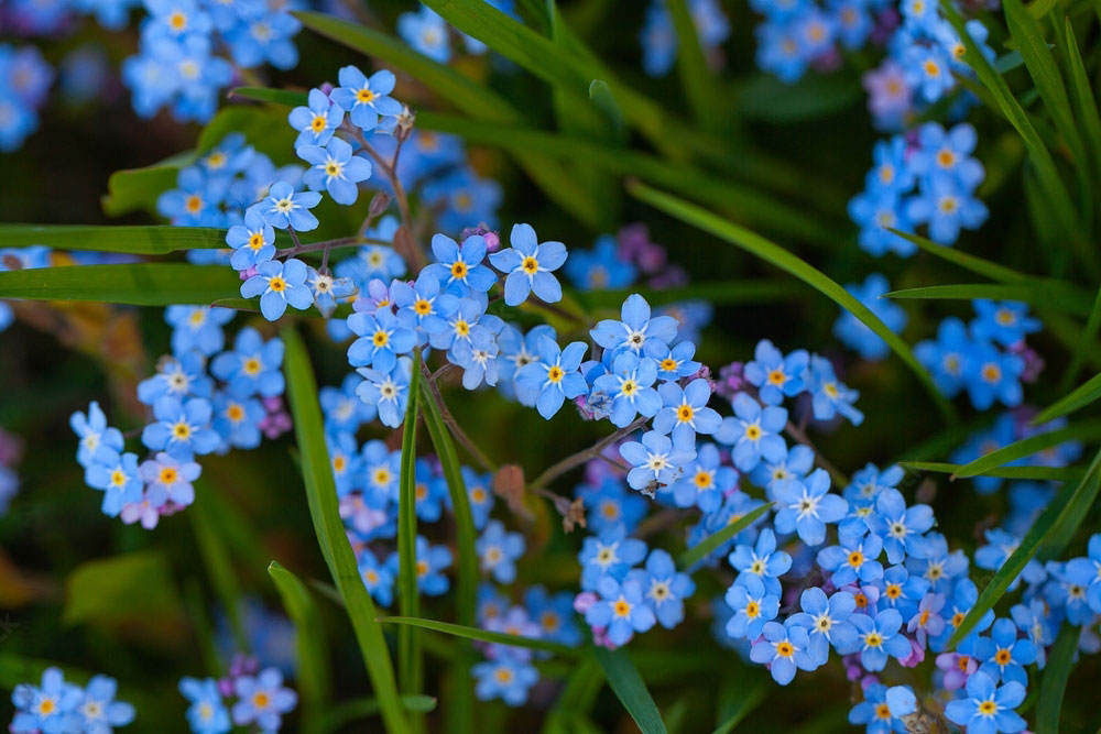 Forget Me Nots wild flower foraging around Marblehill