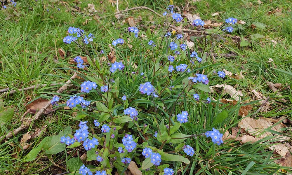 Forget me not growing in Ireland
