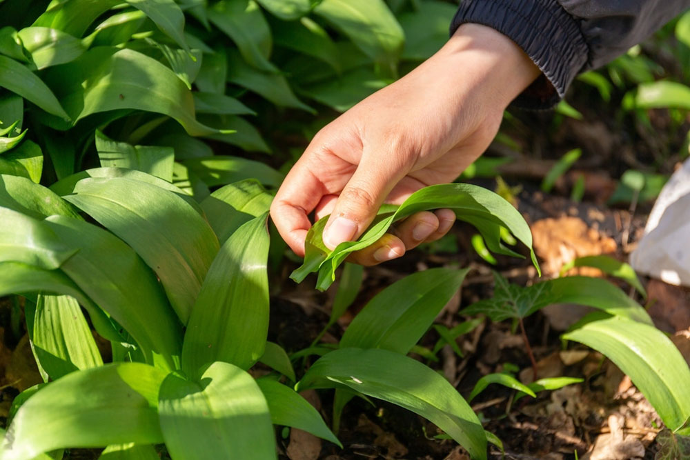 Ramsons foraging