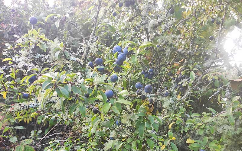 Sloe berries growing near Marblehill