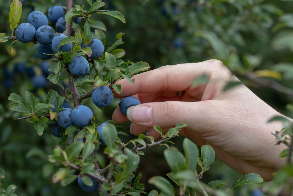 Sloe berry foraging in Ireland
