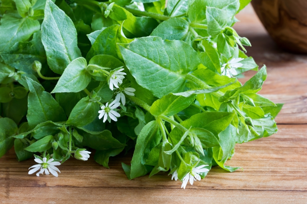 wild foraging food chickweed