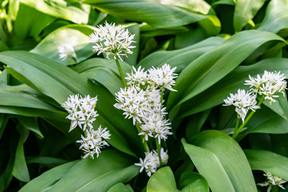 wild garlic foraging in Ireland